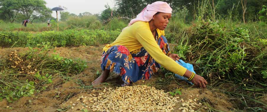 Ramadewali Chaudhary tar hand om sin jordnötsodling. Foto: Emma Aler / IM